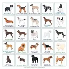 Bingo Board Game Dog Breeds