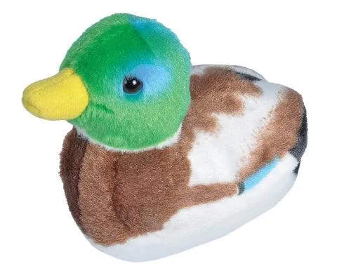 Mallard duck (with sounds)
