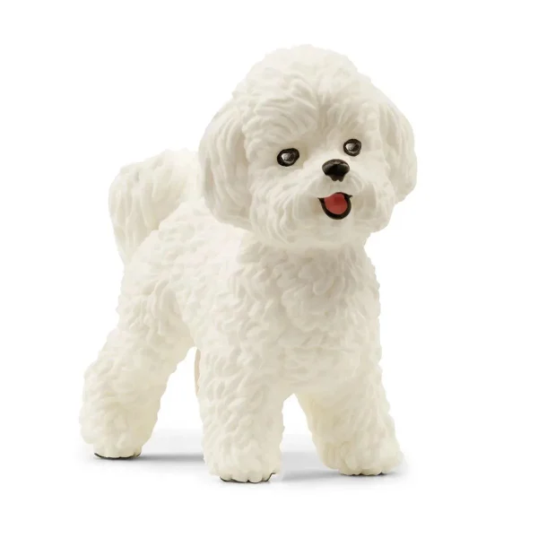 Bichon Frize
